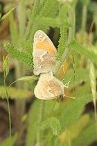 Coenonympha tullia