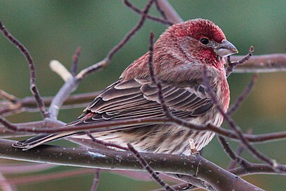 Common House Finch on Branch.jpg