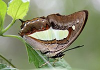 Обыкновенный Nawab-Charaxes athamas.jpg