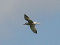 Common Tern-Mindaugas Urbonas-2.jpg