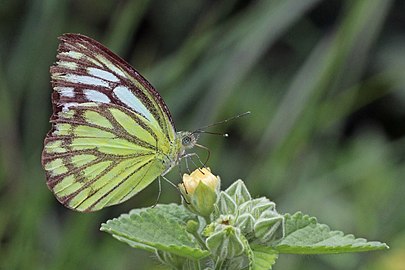 C. n. evagete female, Chinnar Wildlife Sanctuary, Kerala, India