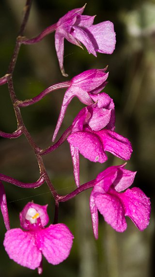 Lan Đào Viên 5 320px-Comparettia_falcata_inflorescence_in_situ_(33263887122)