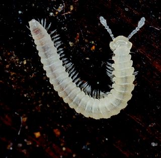 Conotylidae Family of millipedes