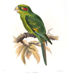 Illustration by Joseph Smit, 1869 ConurusHoffmanniSmit.jpg