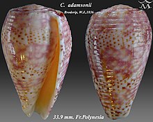 Conus adamsonii 1.jpg