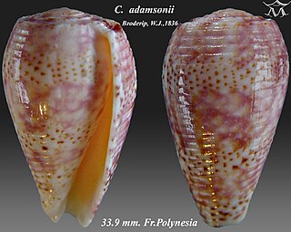 <i>Conus adamsonii</i> Species of sea snail