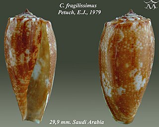 <i>Conus fragilissimus</i> Species of sea snail