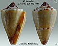 Conus jucundus