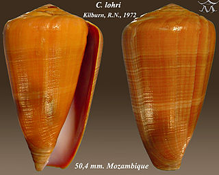 <i>Conus lohri</i> species of mollusc