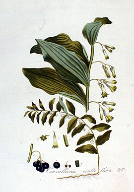 Convallaria multiflora — Flora Batava — Volume v2.jpg