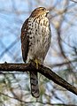 Image 38Immature cooper's hawk in Prospect Park