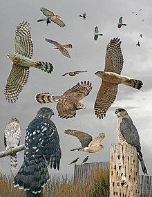Composite image of Cooper's hawks for identification Coopers Hawk From The Crossley ID Guide Eastern Birds.jpg