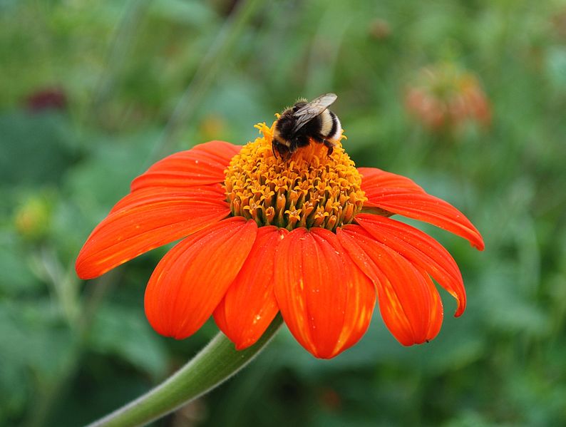 File:Copy of Nice Garden - Flower with Bee.JPG