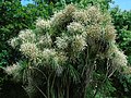 Cordyline australis Cordiline ou drácena