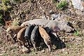 Sow suckling her piglets, Southern Corsica.