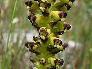 부자란(Corycium orobanchoides)