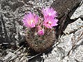 Coryphantha alversonii.jpg