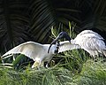 Courting display - Australian Ibis (Threskiornis molucca) - Flickr - Lip Kee (2).jpg