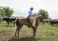Cowboy Lars Hollis, atop his horse Catote, among longhorn steers at the 1,800-acre Lonesome Pine Ranch, a working cattle ranch that is part of the Texas Ranch Life ranch resort near Chappell Hill in LCCN2014632368.tif