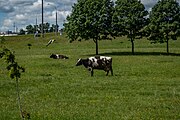 English: Cows. Minsk, Belarus