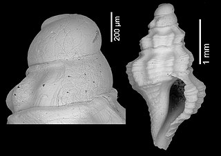 <i>Crassispira lozoueti</i> Extinct species of gastropod