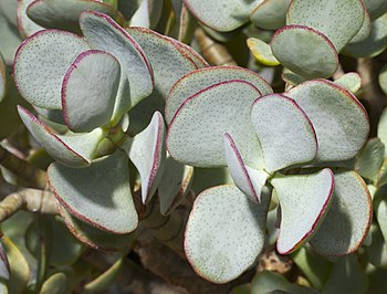 Crassula arborescens