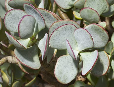 Crassula arborescens, Botanic Garden, Munich, Germany