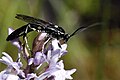 Cratichneumon sicarius