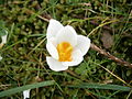 Crocus sieberi 'Bowles White'