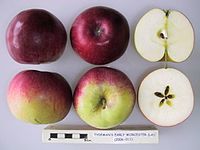 Cross section of Tydeman's Early Worcester (LA), National Fruit Collection (acc. 2006-011) .jpg