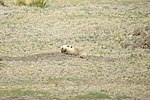 Miniatura para Ctenomys opimus