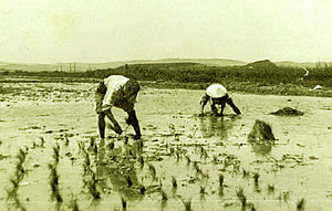 Camargue: Toponymie, Géographie, Histoire