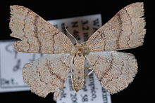 Cyclophora packardi.JPG