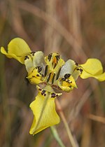 Miniatura para Cypella aurinegra