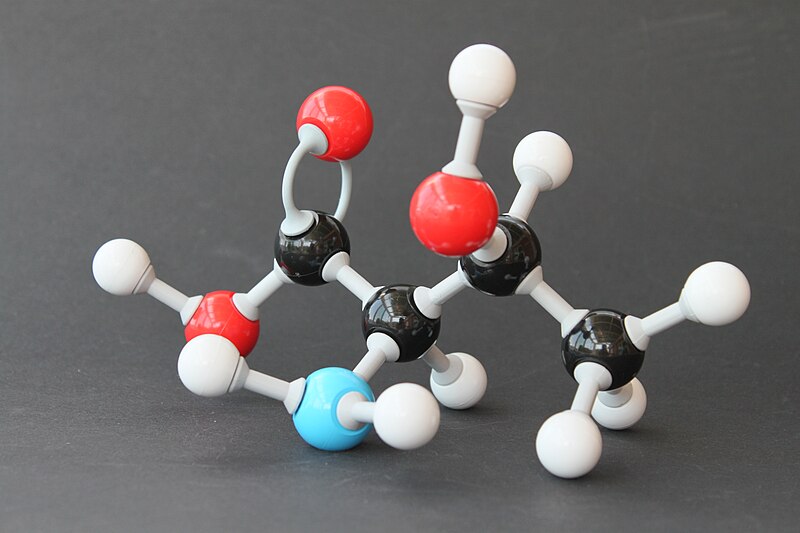 File:D-Threonin Molekülbaukasten 8746.JPG