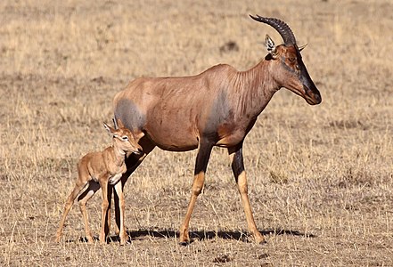 Topi