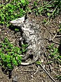 Dead baby possum 2020 (2) 02.jpg