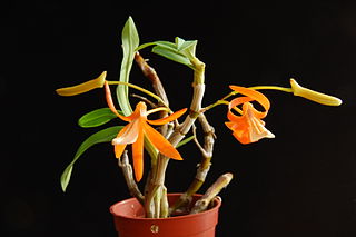 <i>Dendrobium unicum</i> Species of orchid