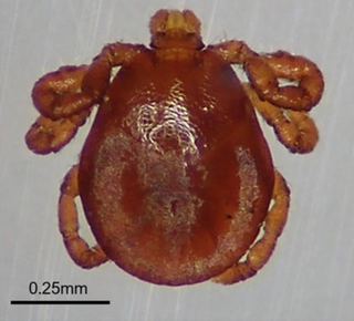 <i>Dermacentor albipictus</i> Species of tick
