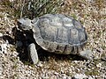 Desert Tortoise (Gopherus agassizii) in Rainbow Basin near Barstow, California.