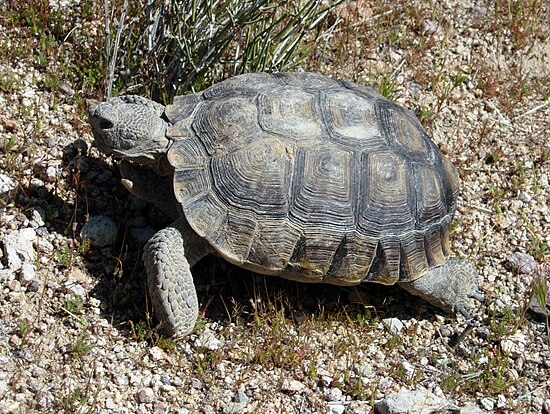 Как зимуют черепахи. Черепаха Гофер. Пустынную черепахи Гофер. Пустынная черепаха Gopherus agassizii. Пустынный Западный Гофер.