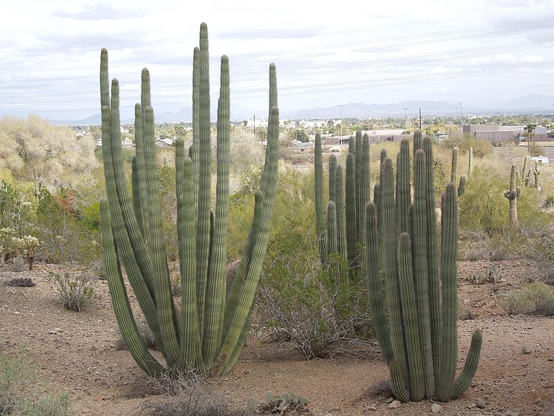 File:Desert Botanical Garden Phoenix Arizona 35.JPG