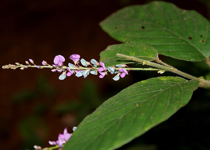 File:Desmodium gangeticum W IMG 2803.jpg