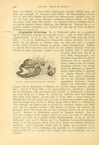 File:Deutschlands Amphibien und Reptilien (Page 300, Fig. 32) BHL12232219.jpg