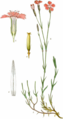 Dianthus deltoides, D. superbus and taxonomic labels removed (PNG version)