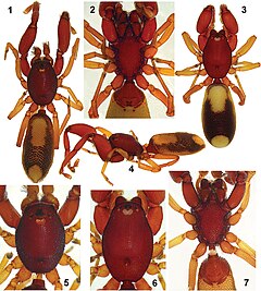 Description de l'image Diaphorocellus biplagiatus (10.3897-AfrInvertebr.57.9988) Figures 1–7.jpg.