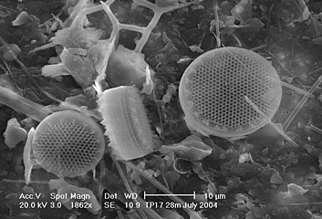 Diatoms-HCMR.jpg