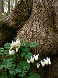 Thumbnail for Dicentra cucullaria