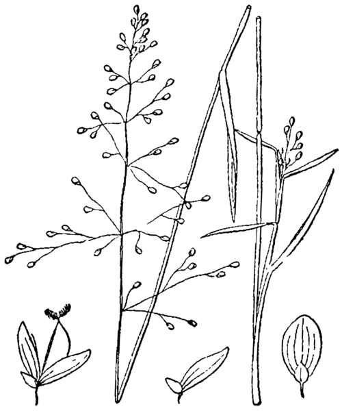 File:Dichanthelium acuminatum var lindheimeri (as Panicum lindheimeri) BB-1913.png