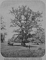 Die Gartenlaube (1889) b 613.jpg Deutschlands merkwürdige Bäume: die große Eiche auf der Rosenwiese bei Wörlitz